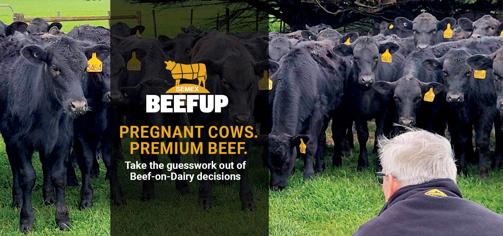 BEEFUP_webbanneraus(1).jpg