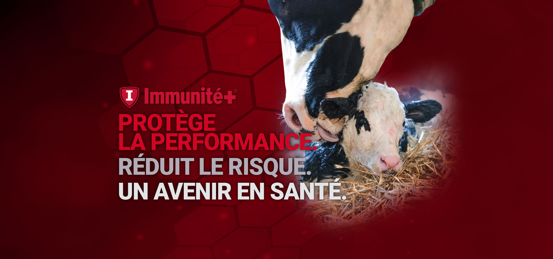 Immunityweb_bannersFR.jpg